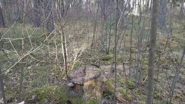 ГОТОВКА ОБЕДА и ПОСЛЕОБЕДЕННАЯ ПРОГУЛКА, РАЗВЛЕКАЕМСЯ КАК МОЖЕМ