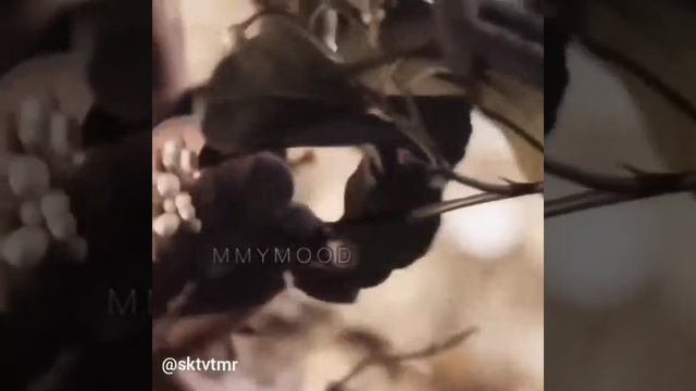 Ты прекрасна❤ смотреть онлайн