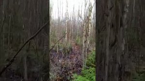 Как искать рога Лося(рог лося 4кг)