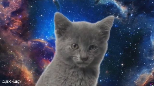 мяу мяу мяу мяу - Песенка Космических Котиков 999х
