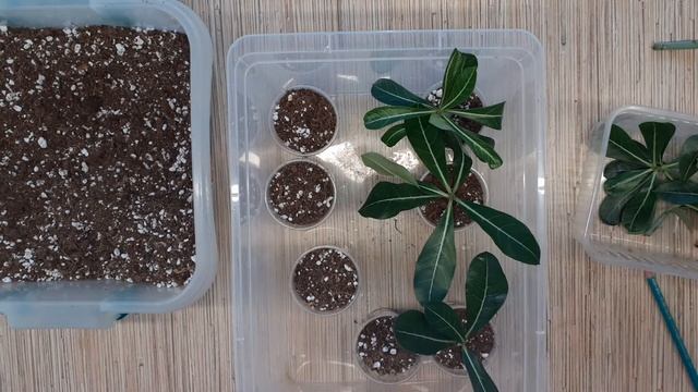 Укоренение черенков адениума смотреть онлайн