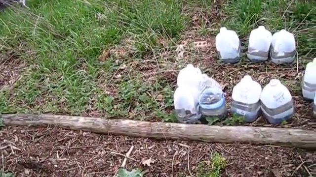 Back to Eden Organic Gardening - May 2018 Garden Update смотреть онлайн