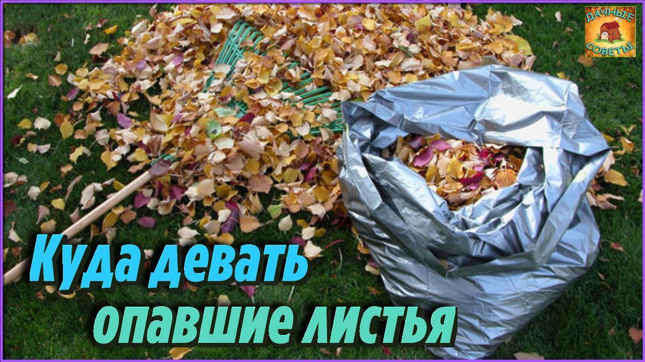 Это просто гениально Вот как с пользой применять ОПАВШИЕ ЛИСТЬЯ на ДАЧЕ и в ОГОРОДЕ Полезные советы смотреть онлайн
