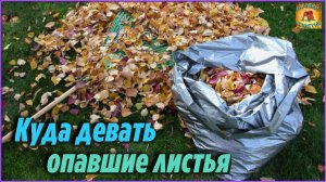 Это просто гениально Вот как с пользой применять ОПАВШИЕ ЛИСТЬЯ на ДАЧЕ и в ОГОРОДЕ Полезные советы