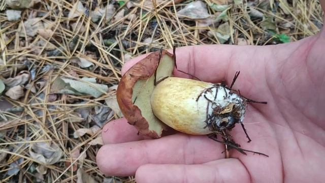 ❗Польские грибы❗ Сбылась ещё одна мечта?❗ Опята, подзеленки, зеленушки❗ 1️⃣ ноября 2️⃣0️⃣2️⃣1️⃣ год смотреть онлайн