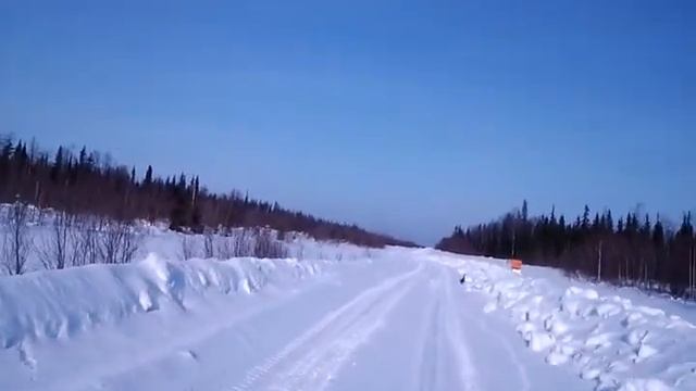 Глухарь пешеход