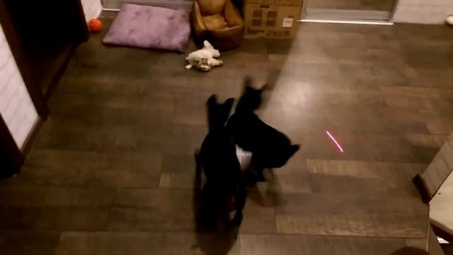 Miniature pinscher cats. Кошки-пинчеры :) смотреть онлайн