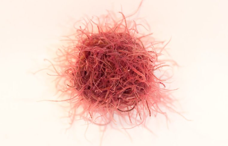 Аквариум. Живой корм для аквариумных рыбок трубочник. Промывка смотреть онлайн