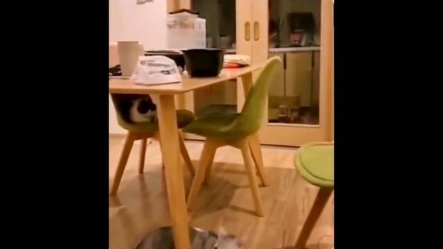 Забавные животные № 5 смотреть онлайн