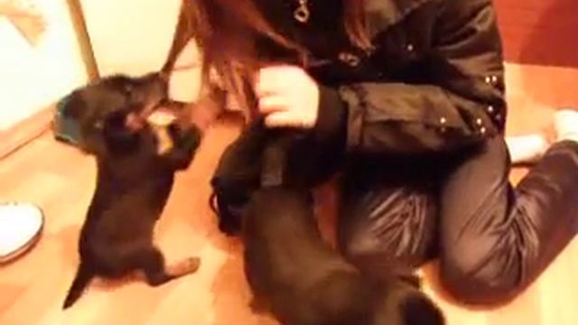 Щенки ягд-терьера смотреть онлайн