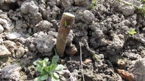 Прививка персика на миндаль - результат 2018 года