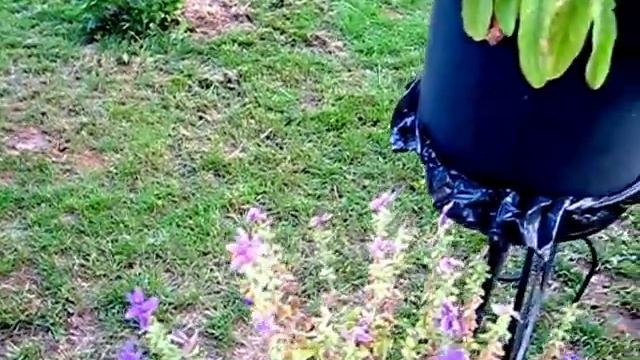 Мои цветы в июле 2018 смотреть онлайн