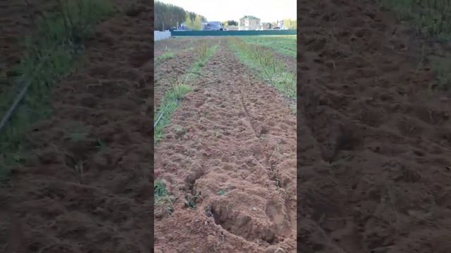 Перепашка мотоблоком междурядий на малине и ежевике смотреть онлайн