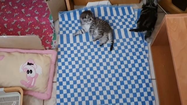 Как подготовить котят к первому прикорму. Когда начинать прикармливать котят? смотреть онлайн