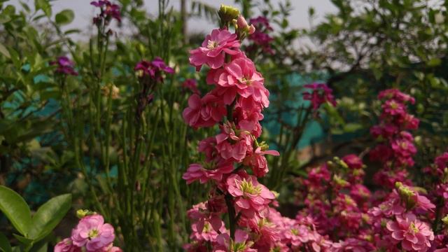 Manual video focus testing LG G4 смотреть онлайн
