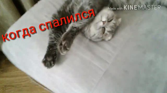МОЯ КОШКА СПАЛИЛАСЬ! смотреть онлайн