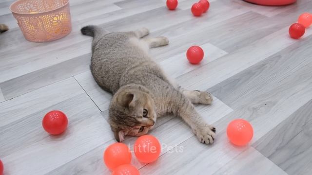 Funniest Animals 2023 ? Best Cats and Dogs Videos ?? Part 18 смотреть онлайн
