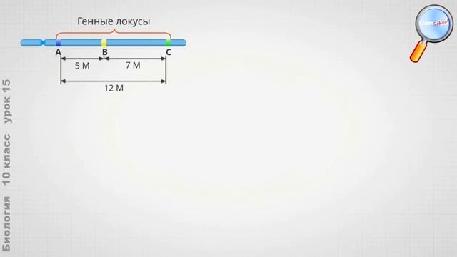 Биология 10 класс (Урок№15 - Сцепленное наследование генов.) смотреть онлайн