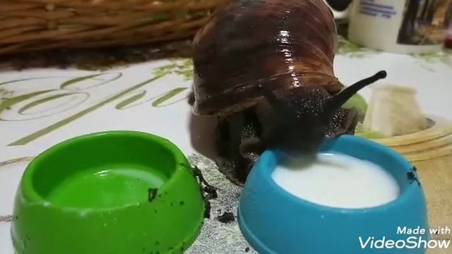 Улитки и молоко. Какие они разные. смотреть онлайн