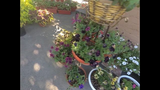 Мой Горшечный Дворик!!! Обзор Цветов на конец июля. смотреть онлайн