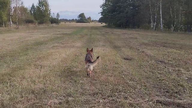 закончил сенокос , убрали гарбузы,строю навес для коров