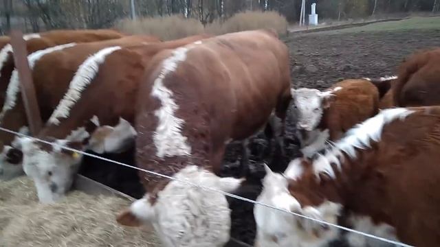 Кормление герефордов измельченным сеном смотреть онлайн