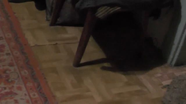 №13. Кошки - египетское чудо совершенства. янв. 2019 смотреть онлайн