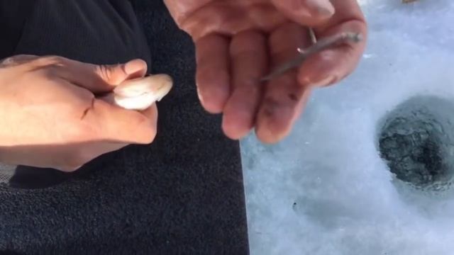 оз. Нижний Пач, закрытие подледного лова сезона 17-18 смотреть онлайн