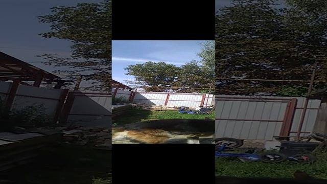 собачьи ролики смотреть онлайн