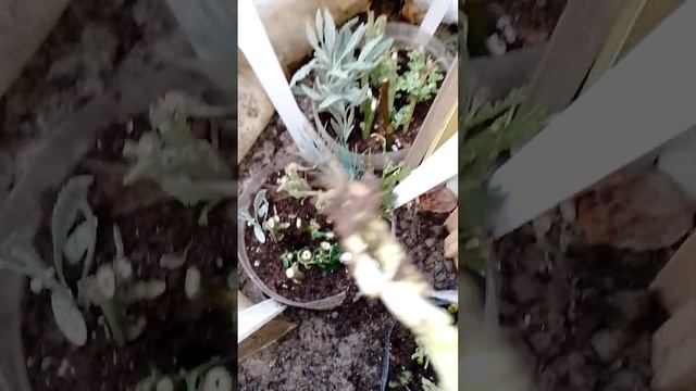 укоренить черенковать хризантему крупную эксперимент смотреть онлайн