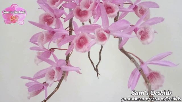 My long and beautiful orchid - Dendrobium Pingtung Cowry (Den. cretaceum x Den. anosmum) смотреть онлайн