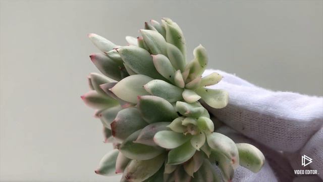 Echeveria Mebina Variegated