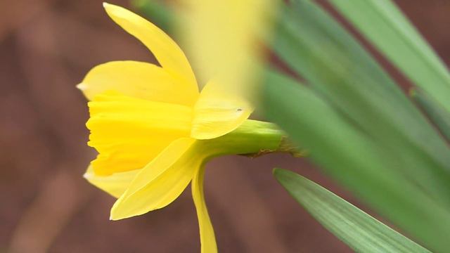 ✧  Л. Бетховен - К Элизе - Beethoven - Fur Elise