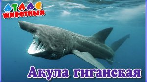 Акула гигантская.mp4