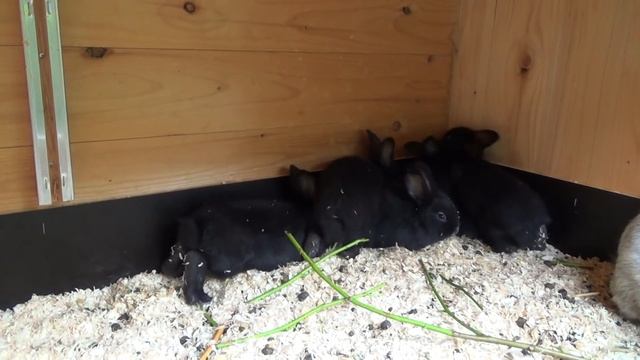 Кролики для всех! Очень много разных кроликов. Декоративные кролики. смотреть онлайн