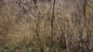 Правила ОБРЕЗКИ И ФОРМИРОВАНИЯ колоновидных груш