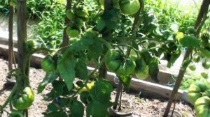 Томат Ворлон крупноплодный темный урожайный с приятным вкусом