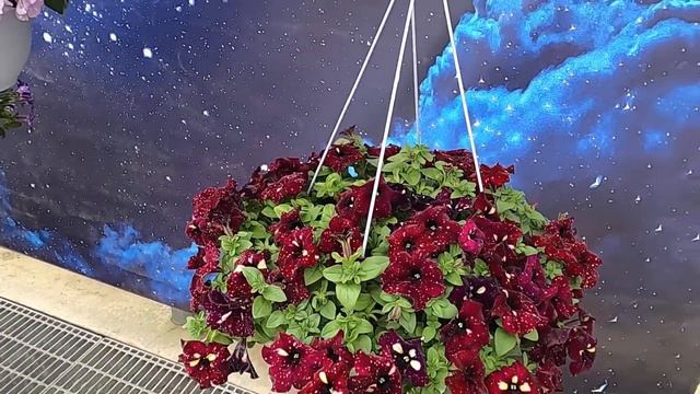 2020 SelectaOne Petunia Sky Family смотреть онлайн