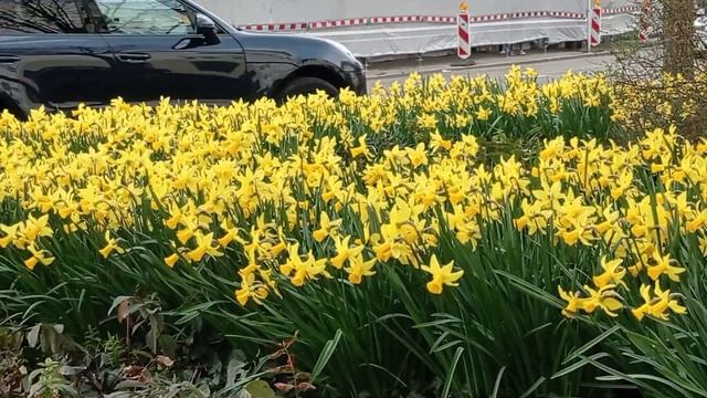 Нарциссы в Баден- Бадене смотреть онлайн
