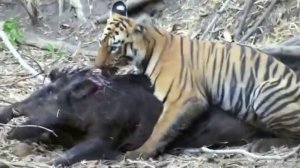 ОХОТА ТИГРА на КАБАНА