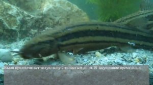 Пруд на участке с рыбой - своими руками (проще простого)