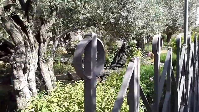 Гефсиманский сад. Иерусалим