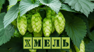 Хмель. Лечебные свойства. Народная медицина.