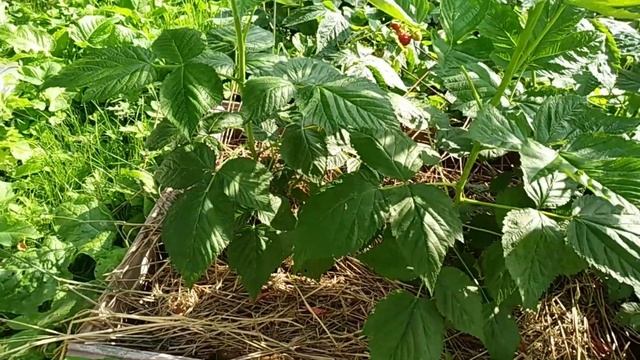 Новейшие сорта малины Венги / Wengi и Моллинг Белла / Malling Bella смотреть онлайн