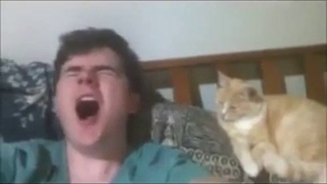 Зевота хозяина заразительна для кота смотреть онлайн