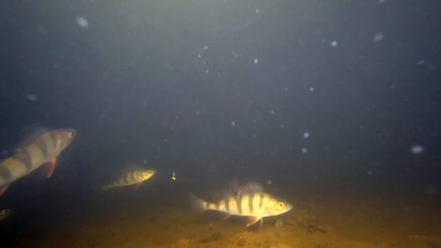 Реакция рыбы на искусственный свет! Подводная съемка смотреть онлайн