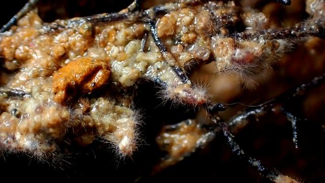 Mycorrhiza Time Lapse Growing Throughout the Soil смотреть онлайн