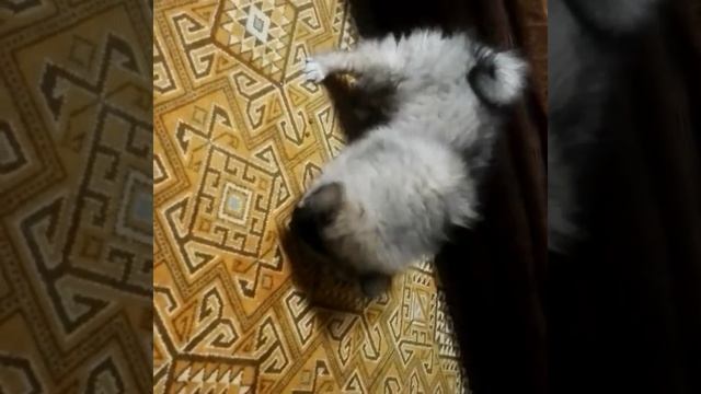 Вольф шпиц. Как вкуснее есть.... смотреть онлайн