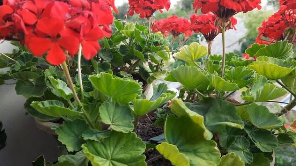 Герань. Йод для пеларгонии. Мои приемы для пышного цветения!