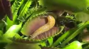 Как работает венерина мухоловка